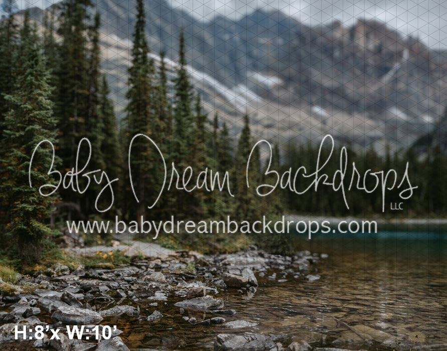 forest in the rockies (LG) 