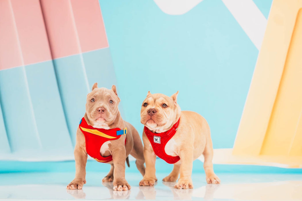 Summer Popsicles Teal