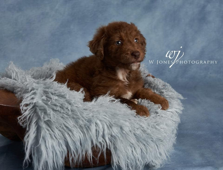 Sweeps Whispers Mist