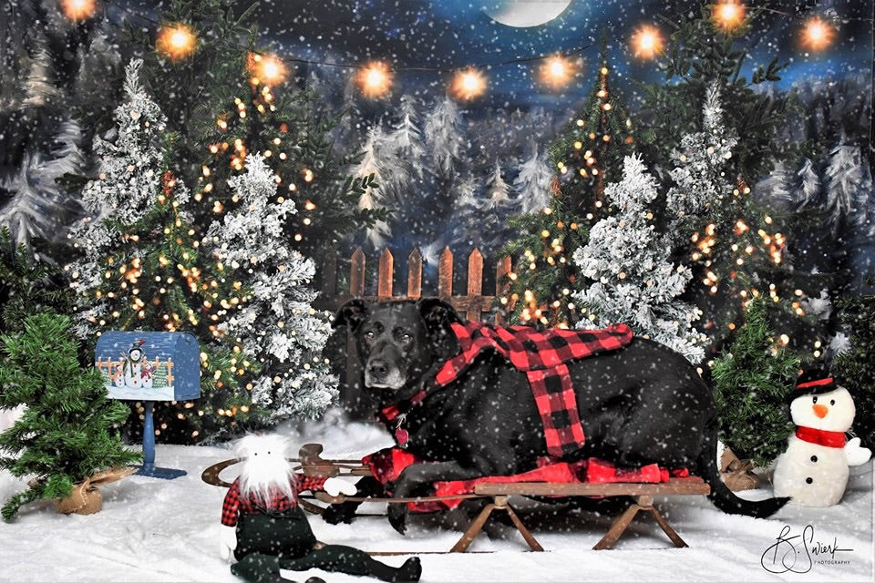 Northern Delights Fence (BS)