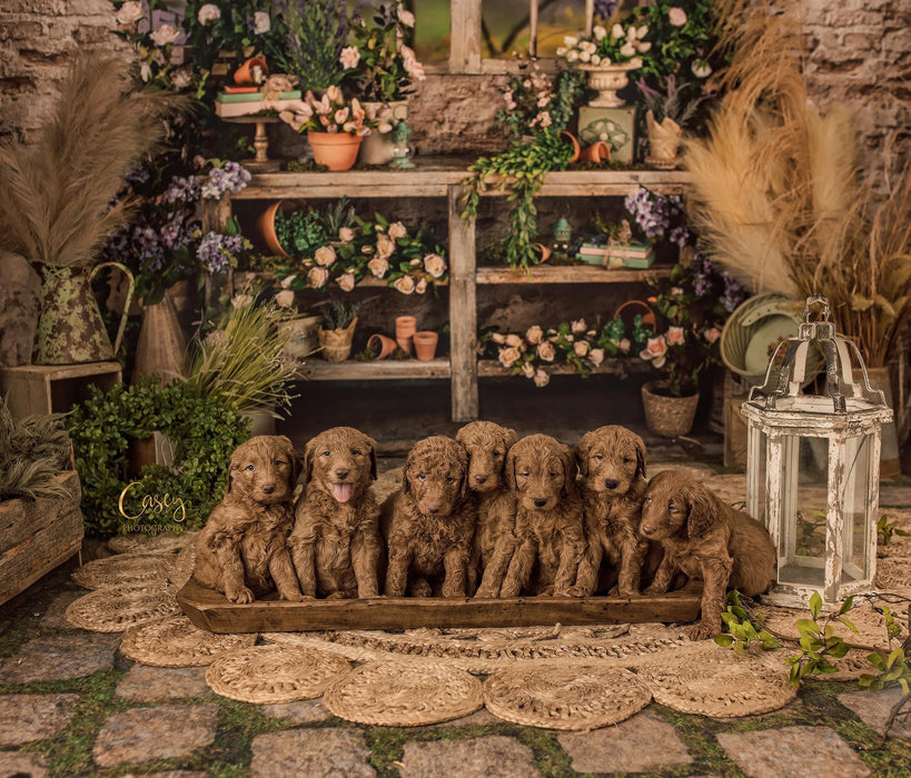 Moss Among Stones Drop