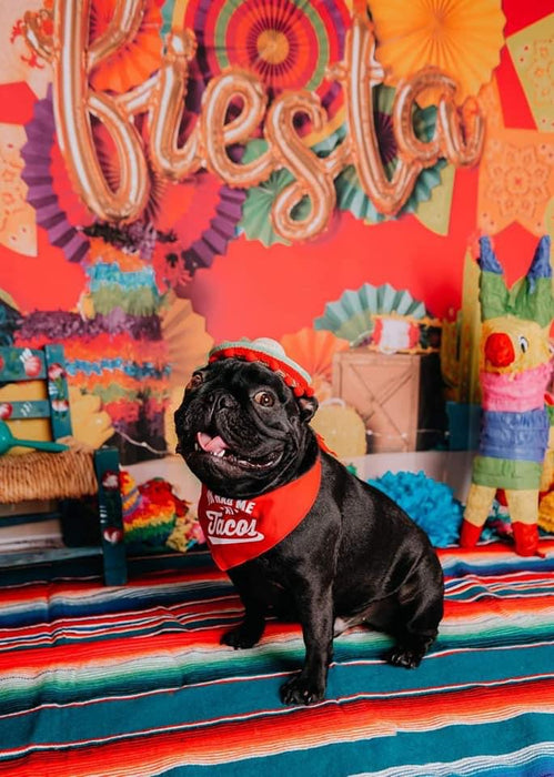 Tacobout a fiesta (AH)