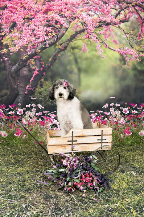 X Drop meet me under the spring tree cc