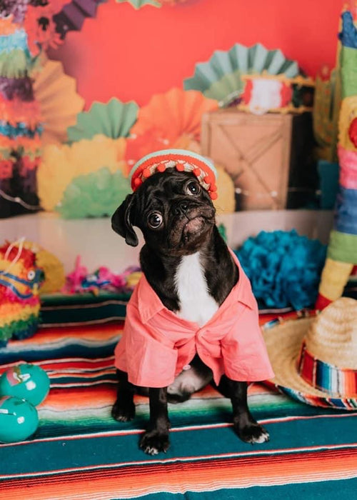 Tacobout a fiesta (AH)