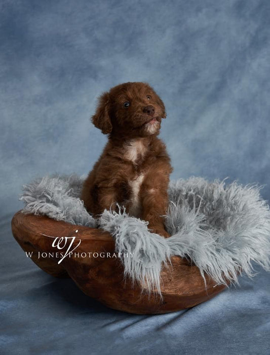 Sweeps Whispers Mist