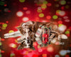 Holiday Bokeh