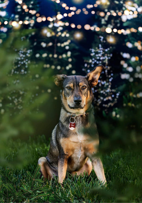 Tree Farm Eve Lights (Grass)