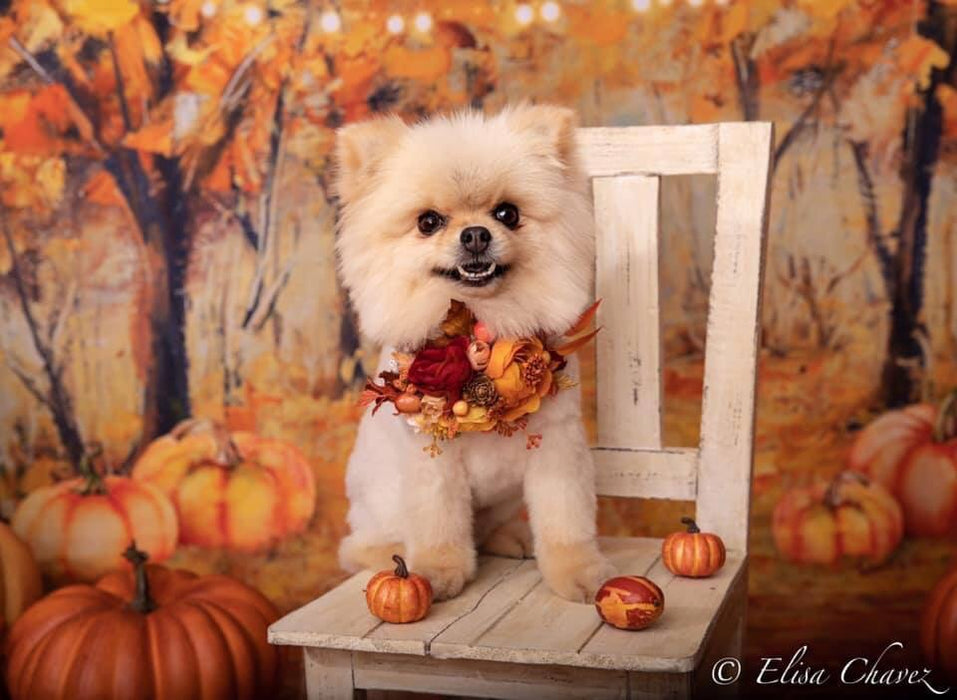 Fantastic Fall Lights