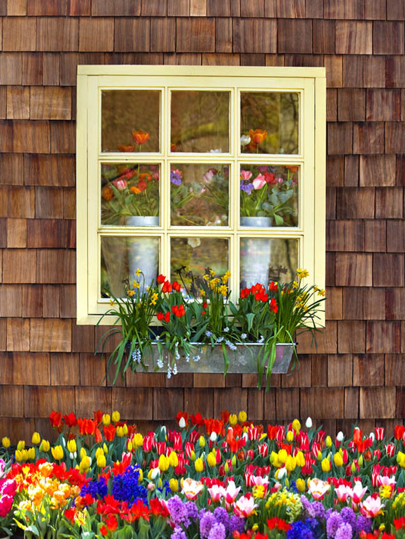 Spring View (Tulips Showing) - 80Hx60W - CC  