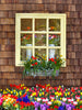 Spring View (Tulips Showing) - 80Hx60W - CC  