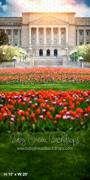 Sweep Tulip Row (LG) 