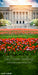 Sweep Tulip Row (LG) 